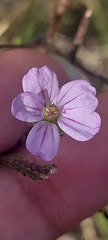 Erodium botrys