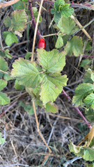 Rubus ursinus
