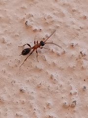 Thaumatogelis gallicus