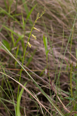 Dipcadi marlothii
