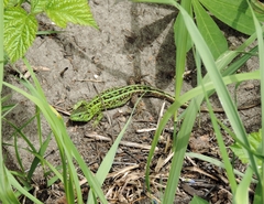 Lacerta agilis chersonensis