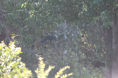 Eudynamys orientalis