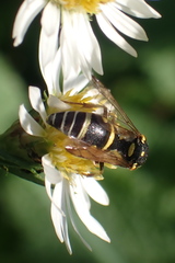 Stenodynerus anormis