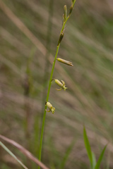 Dipcadi marlothii