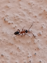 Thaumatogelis gallicus