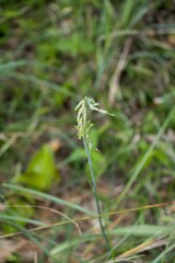 Dipcadi marlothii