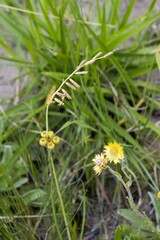Dipcadi marlothii