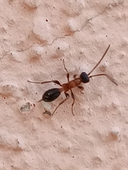 Thaumatogelis gallicus