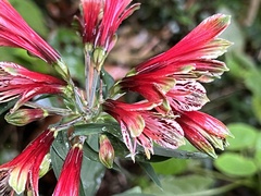 Alstroemeria psittacina