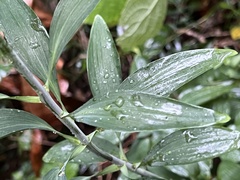 Alstroemeria psittacina