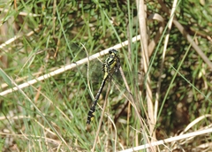 Gomphus vulgatissimus