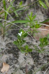 Dyschoriste burchellii