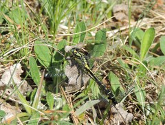 Gomphus vulgatissimus