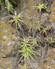Hechtia