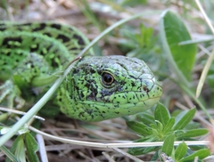 Lacerta agilis chersonensis