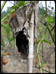 Avicularia avicularia