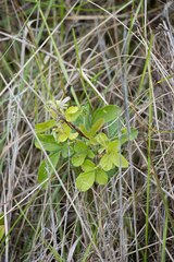 Eriosema parviflorum