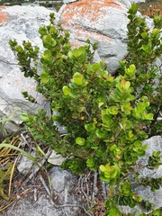 Searsia lucida