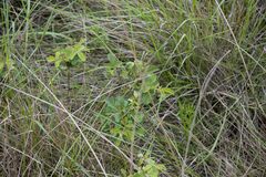 Eriosema parviflorum