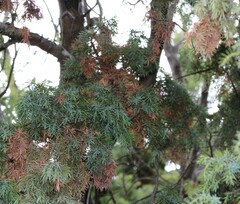 Juniperus