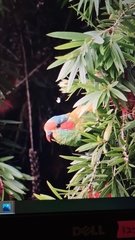 Glossopsitta concinna