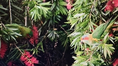 Glossopsitta concinna