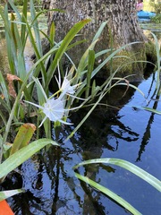 Hymenocallis liriosme