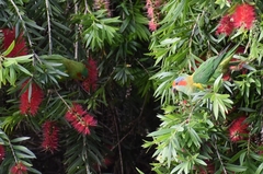 Glossopsitta concinna