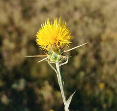 Centaurea solstitialis