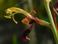Tritoniopsis parviflora
