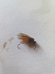 Athalia cordata