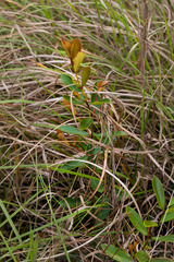 Eugenia albanensis
