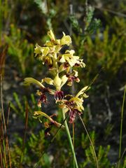 Tritoniopsis parviflora