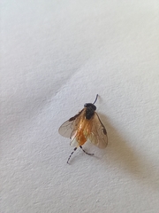 Athalia cordata