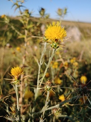 Centaurea solstitialis