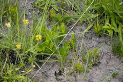 Eugenia albanensis