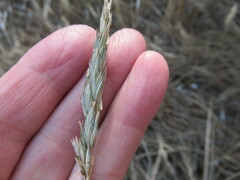 Elymus mutabilis