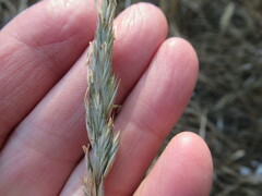 Elymus mutabilis