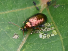 Crepidodera