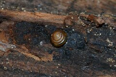 Euconulus fulvus