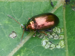 Crepidodera