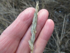 Elymus mutabilis