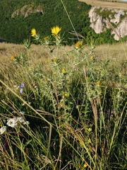 Centaurea solstitialis