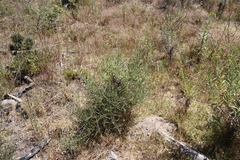 Aspalathus hispida hispida