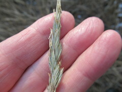 Elymus mutabilis