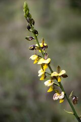 Eulophia streptopetala