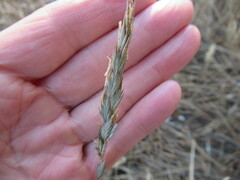 Elymus mutabilis