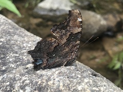 Kaniska canace
