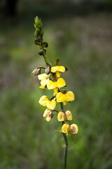 Eulophia streptopetala