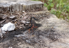 Rhyssella approximator